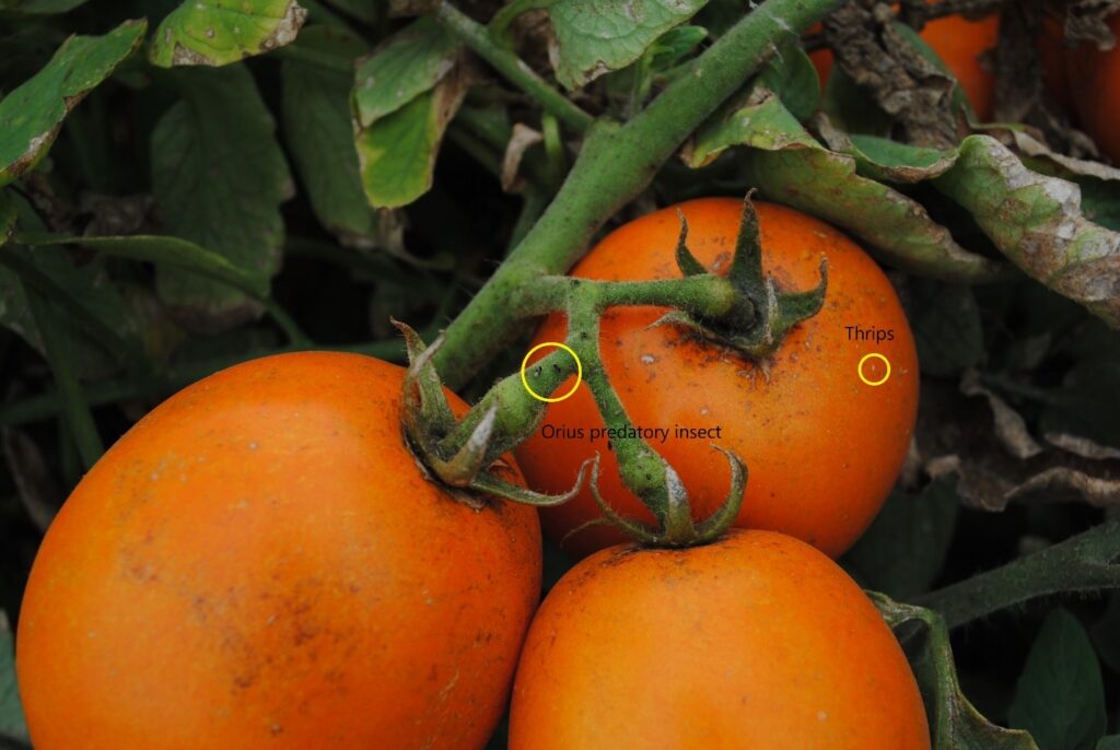 Figure 7. Orius predator foraging for thrips on a tomato plant (Photo by Laura Ingwell).