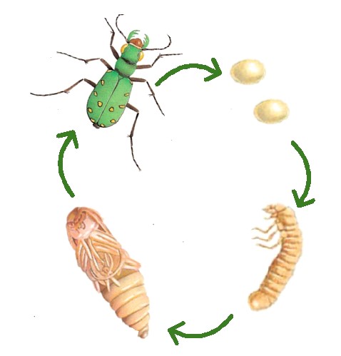 Figure 2. The various life stages of Green Tiger Beetle: egg, larva, pupa, and adult (illustration created by Skarleth Chinchilla and inspired by Q-Files – Online encyclopedia 2025).