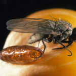 Figure 2. Seedcorn maggot adult next to pupal case on a corn kernel (photo by John Obermeyer).