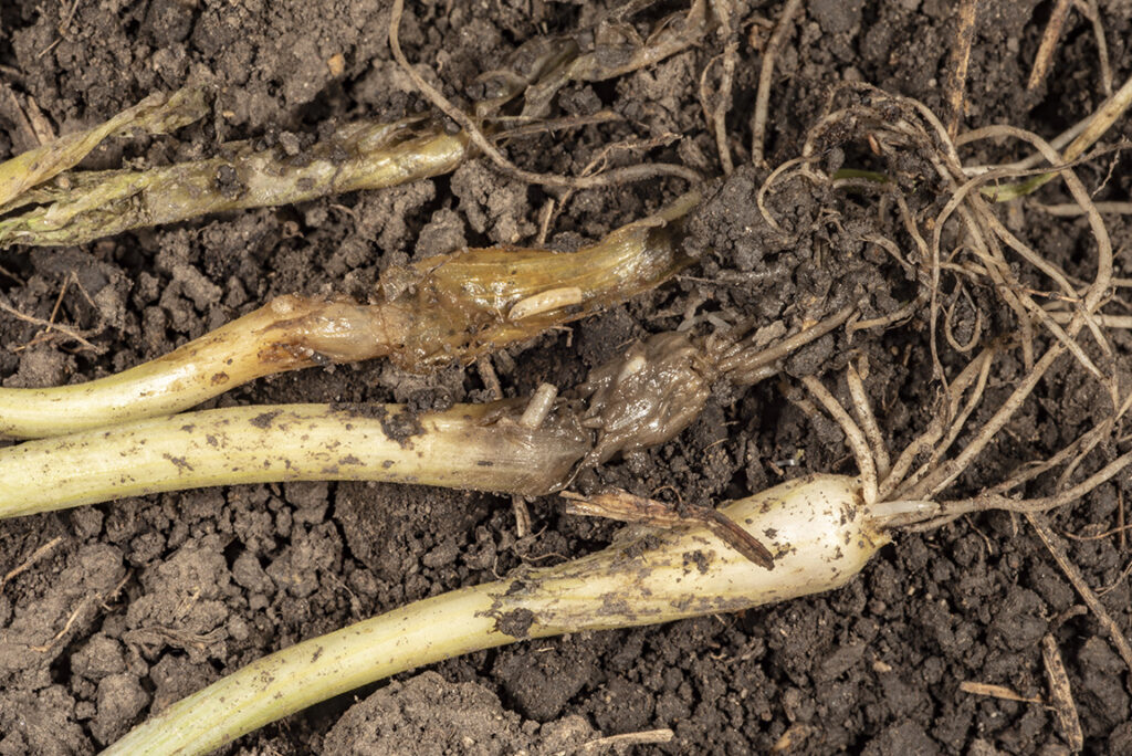 Figure 4. Onion bulbs infested with seedcorn maggot (Photo by John Obermeyer).