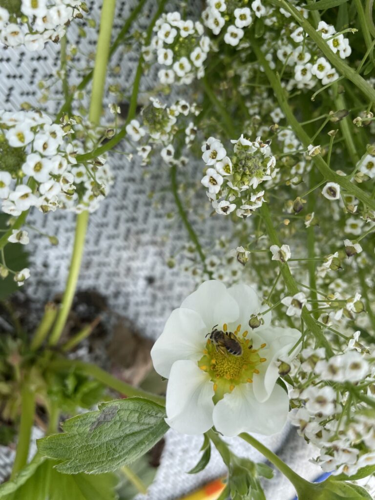 Figure 4. Halictid bee on strawberry flower (Photo by Robert Grosdidier).