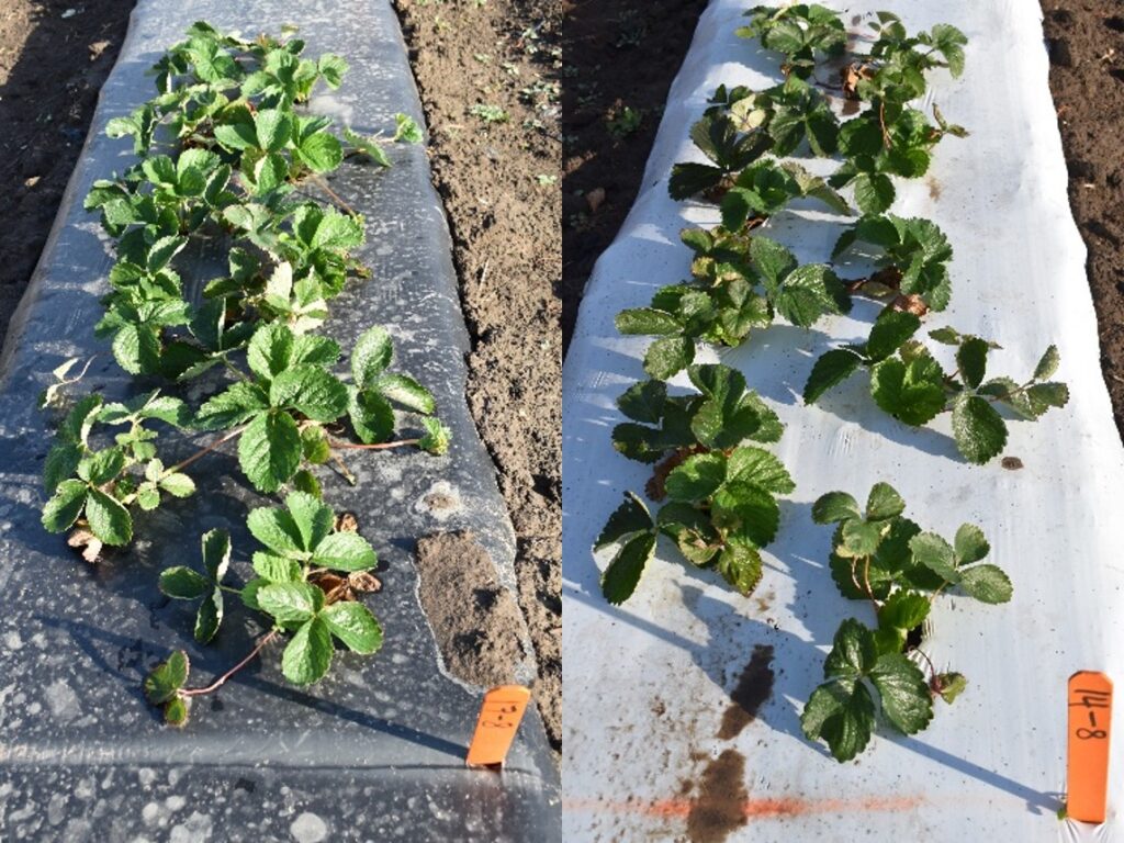 Figure 1. ‘Camarosa’ strawberry grown in black (left) and white-on-black (right) plastic mulches at Lafayette, IN on October 13, 2022. Photo credits: J. Arana.
