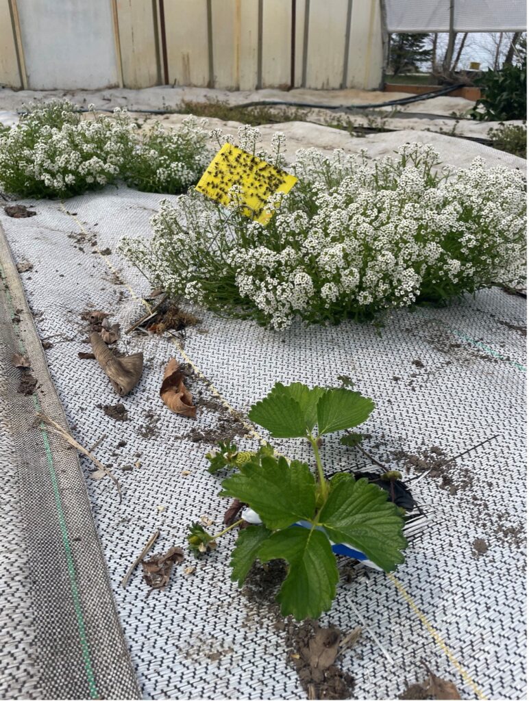 Figure 2. Sweet alyssum being grown alongside strawberries in research high tunnels at the Purdue Meigs Horticultural Farm. Notice the yellow sticky card trap with a high abundance of flies and other insects present (Photo by Robert Grosdidier).