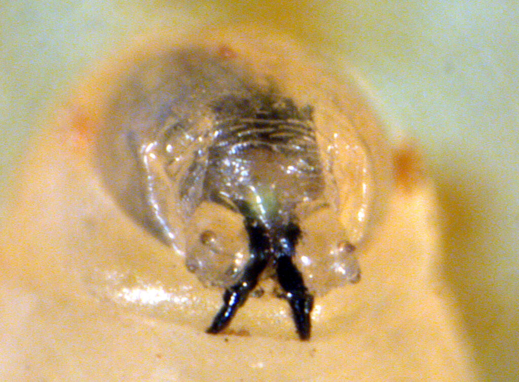 Figure 1. Head and mouthparts of a seedcorn maggot (Photo by John Obermeyer).