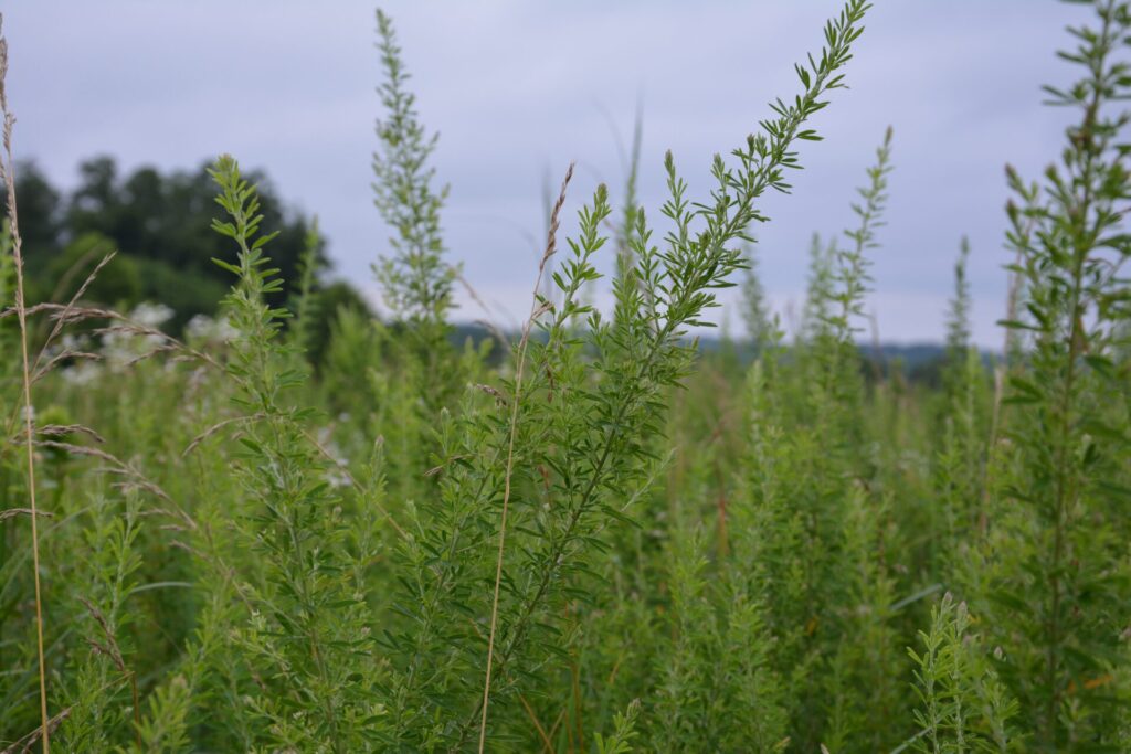 Figure 1. Sericea lespedeza (Photo by Jarred Brooke).