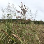 Figure 2. Johnsongrass (Photo by Jarred Brooke).