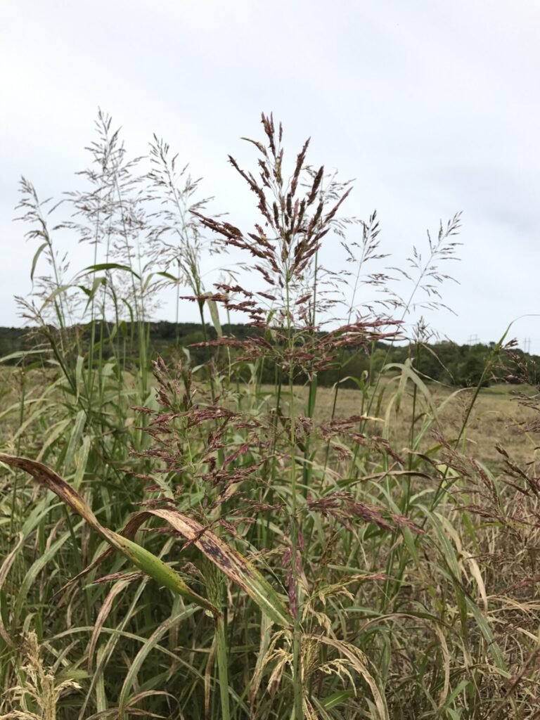 Figure 2. Johnsongrass (Photo by Jarred Brooke).