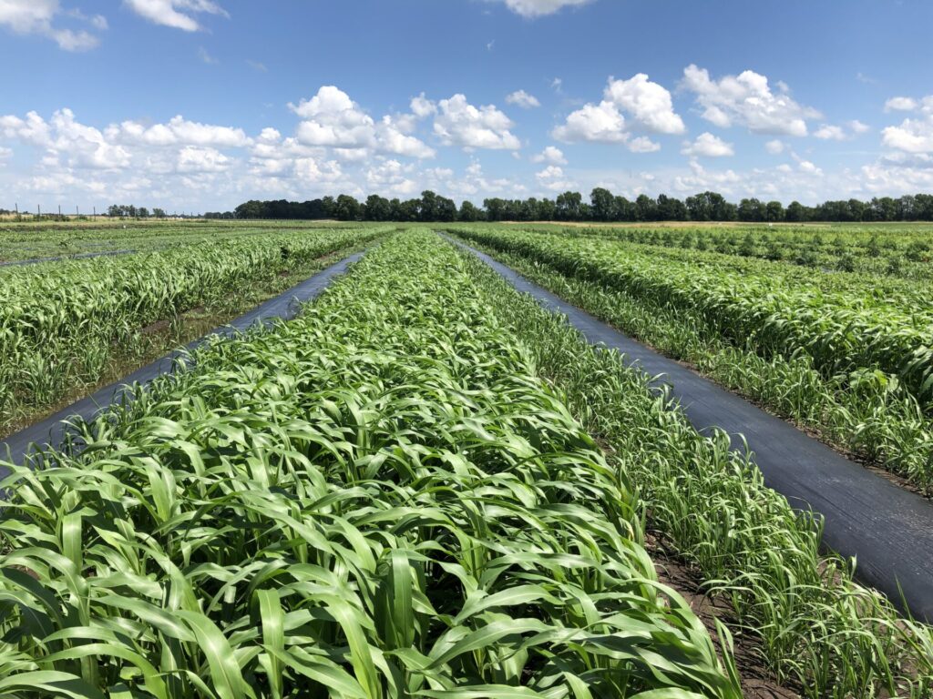 Figure 1. Sorghum sudangrass five weeks after seeding (Photo by Petrus Langenhoven).