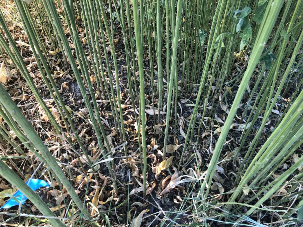 Figure 3. No weeds our visible under Sunn hemp canopy (Photo by Petrus Langenhoven).