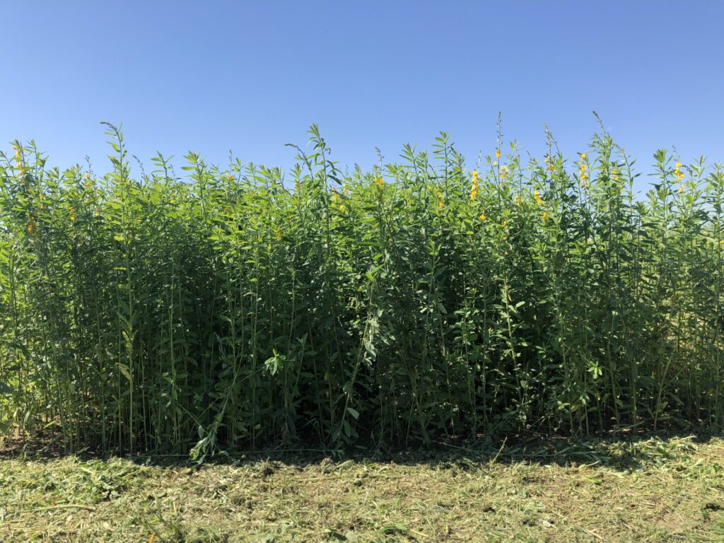 Figure 2. Sunn hemp (Photo by Petrus Langenhoven).