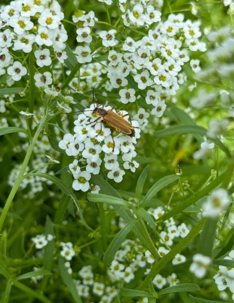 Figure 2. Soldier beetle adult (Photo by Allison Zablah).