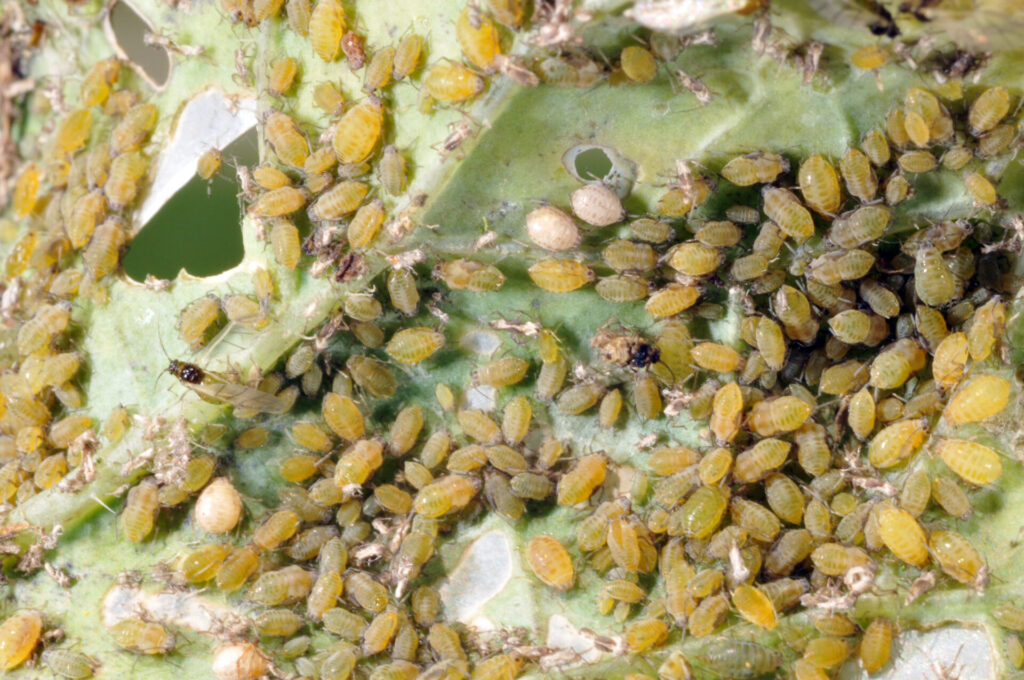 Figure 1. Cabbage aphids (Photo by John Obermeyer).