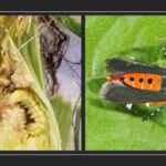 Corn earworm and squash bug