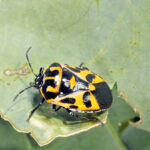 Figure 1. Adult Harlequin bug on broccoli leaf (Photo by John Obermeyer).