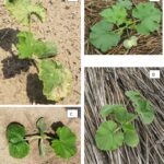 Figure 2. Pumpkin seedlings exhibiting injury from (A) Reflex (fomesafen)-treated soil splashing onto pumpkin leaves, (B) Command/Strategy (clomazone) “bleaching” on first true leaf, (C) Dual Magnum® (S-metolachlor) and (D) Curbit/Strategy (ethalfluralin) leaf malformation on the first true leaf (Photo credits: S.L. Meyers).