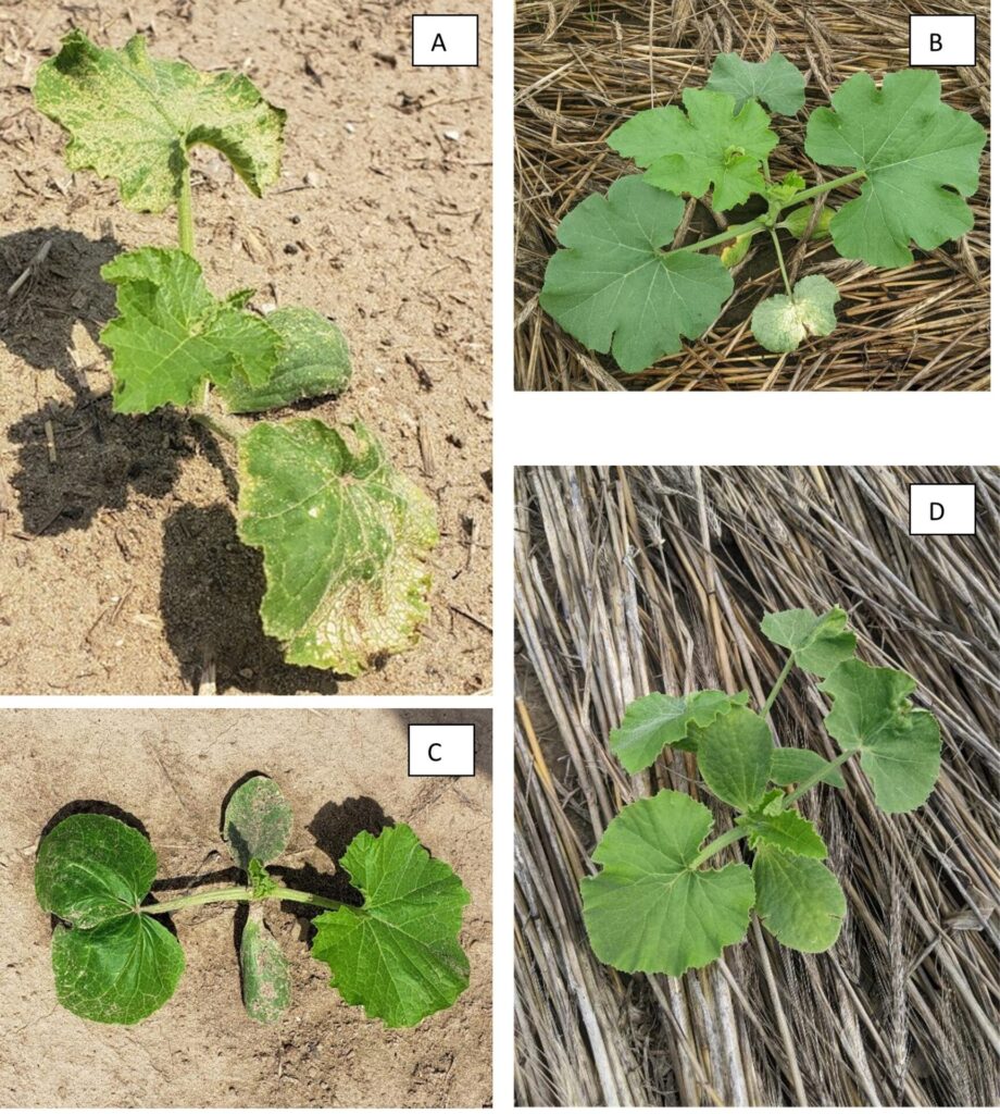 Figure 2. Pumpkin seedlings exhibiting injury from (A) Reflex (fomesafen)-treated soil splashing onto pumpkin leaves, (B) Command/Strategy (clomazone) “bleaching” on first true leaf, (C) Dual Magnum® (S-metolachlor) and (D) Curbit/Strategy (ethalfluralin) leaf malformation on the first true leaf (Photo credits: S.L. Meyers).