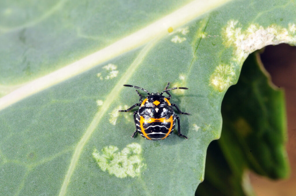 Figure 2. Harlequin nymph on a cabbage leaf with distinct white markings resulting from their feeding (Photo by John Obermeyer).