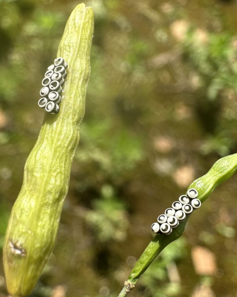 Figure 3. Harlequin eggs are laid in clusters on host plants and have a distinct shape that can help with recognition (Photo by John Obermeyer).
