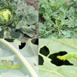 Figure 4. Damage caused by cabbage looper larvae (Photos by John L. Obermeyer).