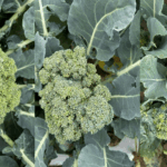 Figure 1. Physiological disorders of broccoli head after heat stress: brown bead (left), loose head (middle), uneven bud development (right) (Photo by Wenjing Guan).