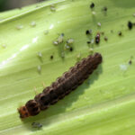 Figure 3. Soldier beetle larva (Photo by John Obermeyer).