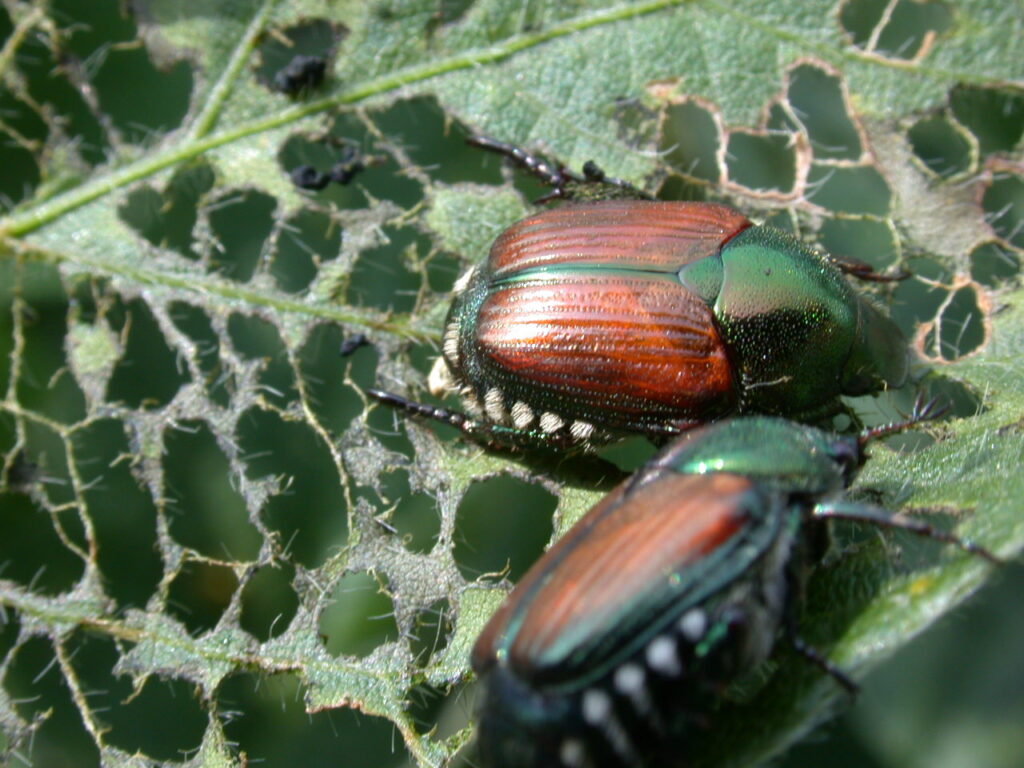 Figure 1. Japanese beetle adults on a soybean leaf and the resulting damage (leaf skeleton) from their feeding (Photo by John Obermeyer).