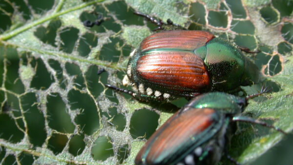 【Glass Beetleノコギリクワガタ（モザイク）飛翔標本 GB-004】 Adult-Japanese-beetle-damage-