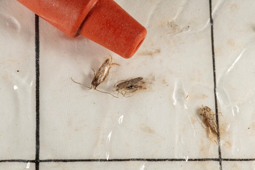 Figure 2. Adult tomato pinworms on a hanging wing trap (Photo by John Obermeyer).