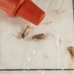 Figure 2. Adult tomato pinworms on a hanging wing trap (Photo by John Obermeyer).