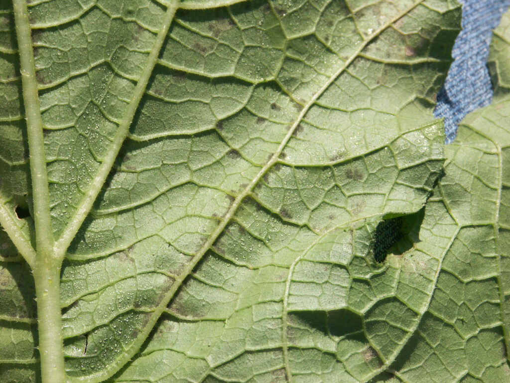 Figure 3. Downy mildew of pumpkin. Sporulation is visible on the underside of the leaf near the vein where moisture has accumulated (Photo by Dan Egel, https://ag.purdue.edu/department/arge/swpap/downy-mildew-pumpkin.html).