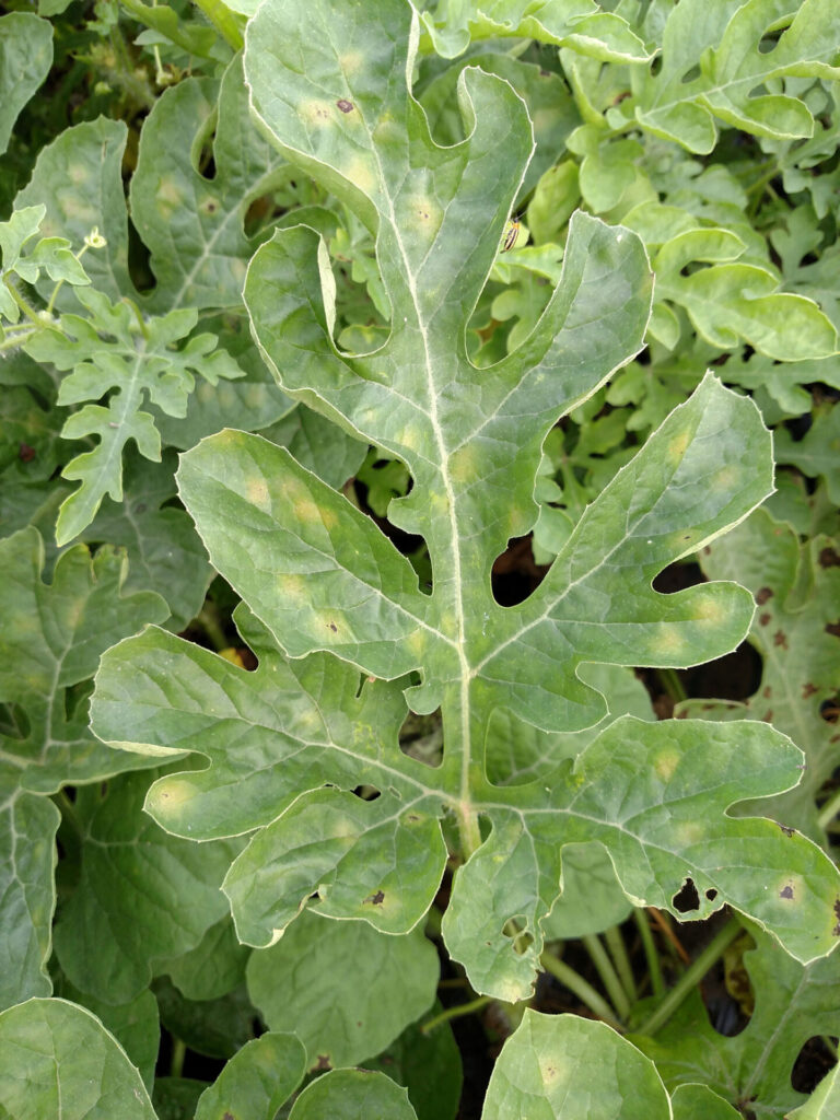 Figure 2. Light yellow and necrotic lesions of downy mildew on a watermelon leaf (Photo by Dan Egel, https://ag.purdue.edu/department/arge/swpap/downy-mildew-watermelon.html).