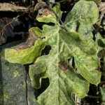 Figure 1. Watermelon leaf infected with gummy stem blight (Photo by Cesar Escalante).