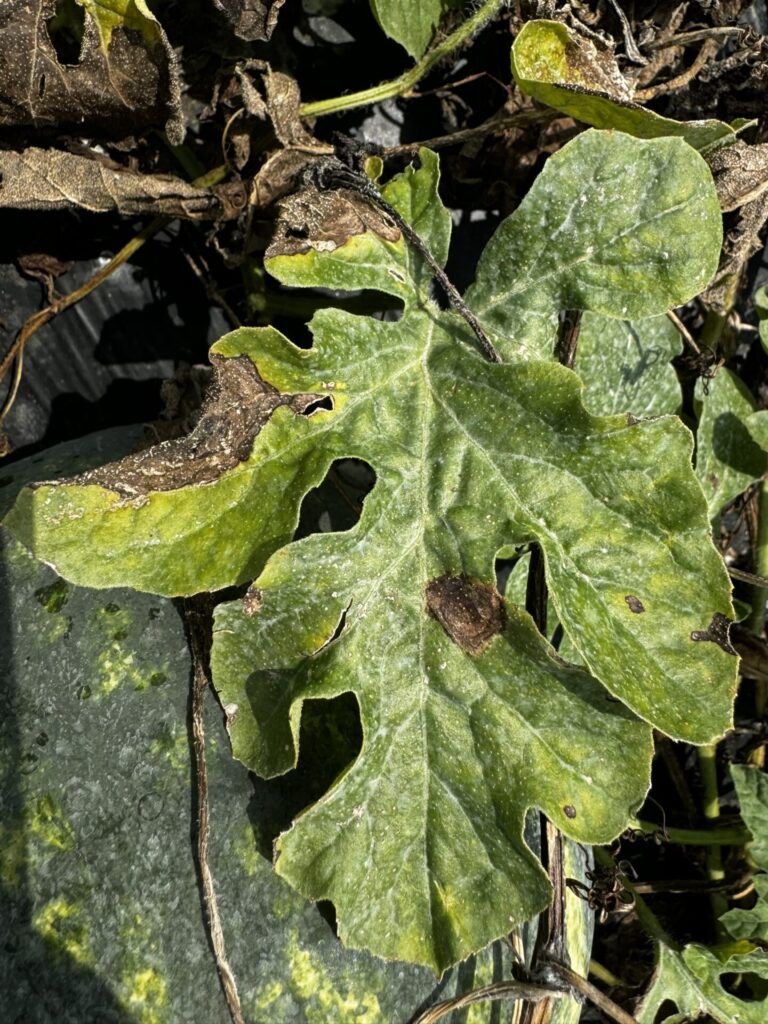 Figure 1. Watermelon leaf infected with gummy stem blight (Photo by Cesar Escalante).