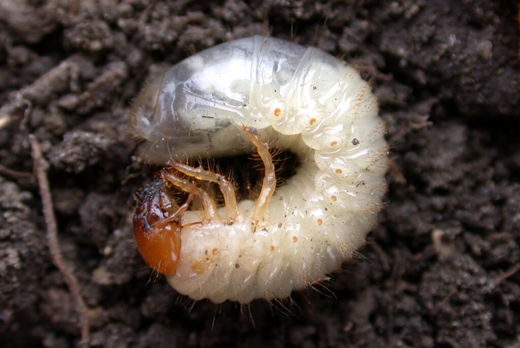 Figure 2. Japanese beetle larva, which resides in the soil and feed on grass roots (Photo by John Obermeyer).