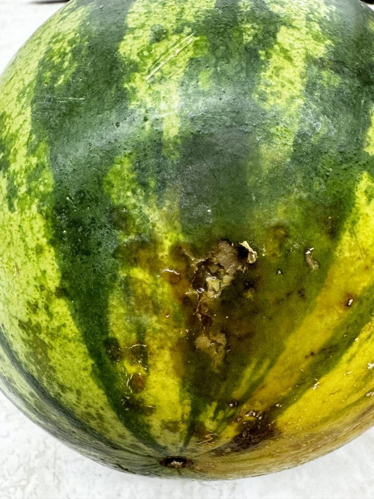 Figure 3. Mature watermelon fruit infected with Phytophthora blight. The fruit tested positive using ImmunoStrips in the lab (Photo by Cesar Escalante).