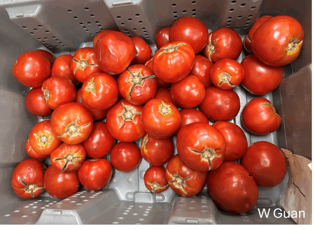 Figure 1. Stem-end cracking of tomatoes (Photo by Wenjing Guan).