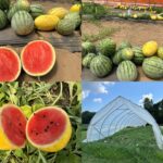 Figure 1. Specialty watermelon trial pictures (Photo by Wenjing Guan).
