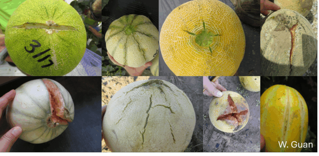 Figure 2. Different forms of melon cracking in the field (Photo by Wenjing Guan).