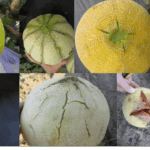 Different forms of melon fruit cracking.