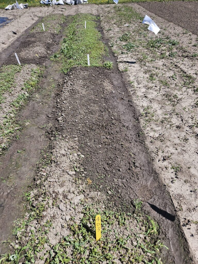 Figure 1. Soil surface after removing silage tarp, showing a clean, moist, weed-free bed. In contrast, the green areas show where only clear plastic was used (Photo by Celia Corado).