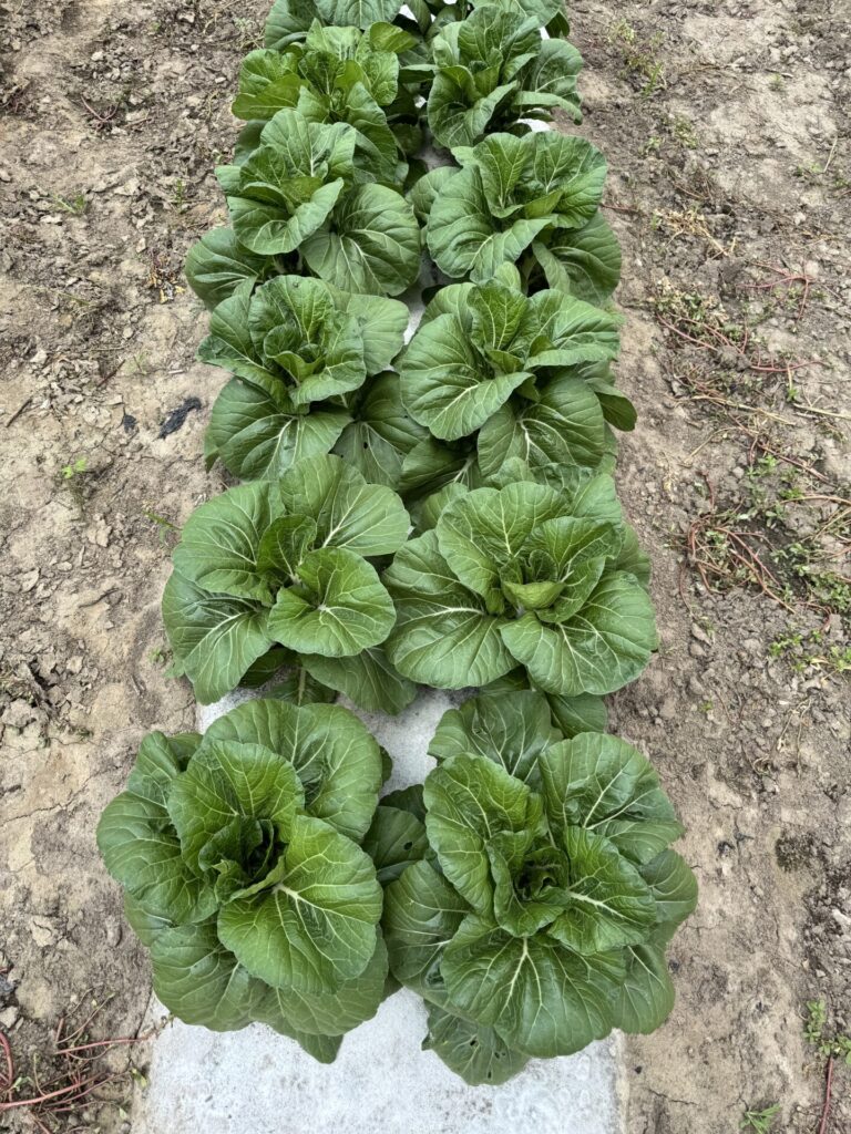 Figure 2.Win-Win Choi ready for harvest (Photo by Petrus Langenhoven).