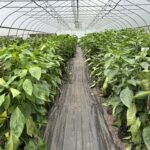 Figure 3. High tunnel sweet pepper variety trial at the Purdue Student Farm. Harvest will commence next week (Photo by Petrus Langenhoven).