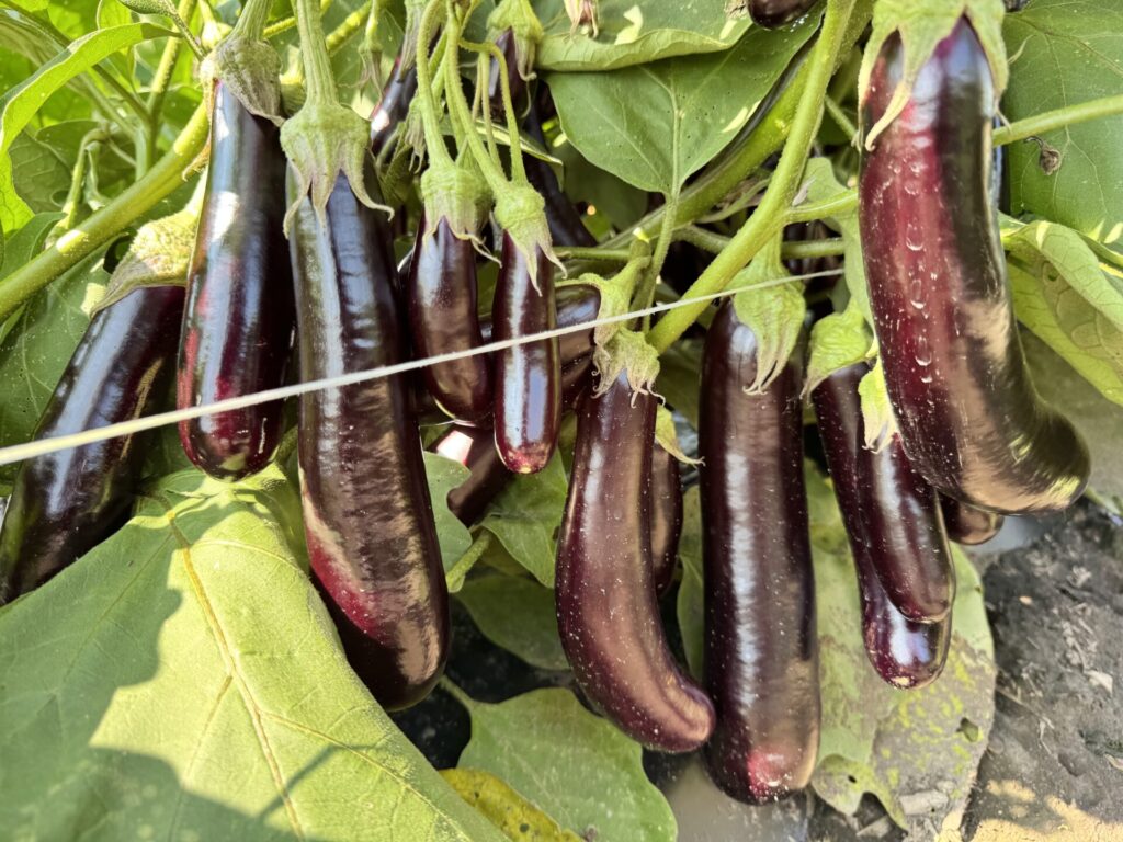 Figure 1. Eggplant var. Hansel produce many 3-4" long cluster of fruit (Photo by Petrus Langenhoven).