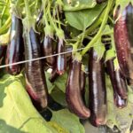 Figure 1. Eggplant var. Hansel produce many 3-4" long cluster of fruit (Photo by Petrus Langenhoven).