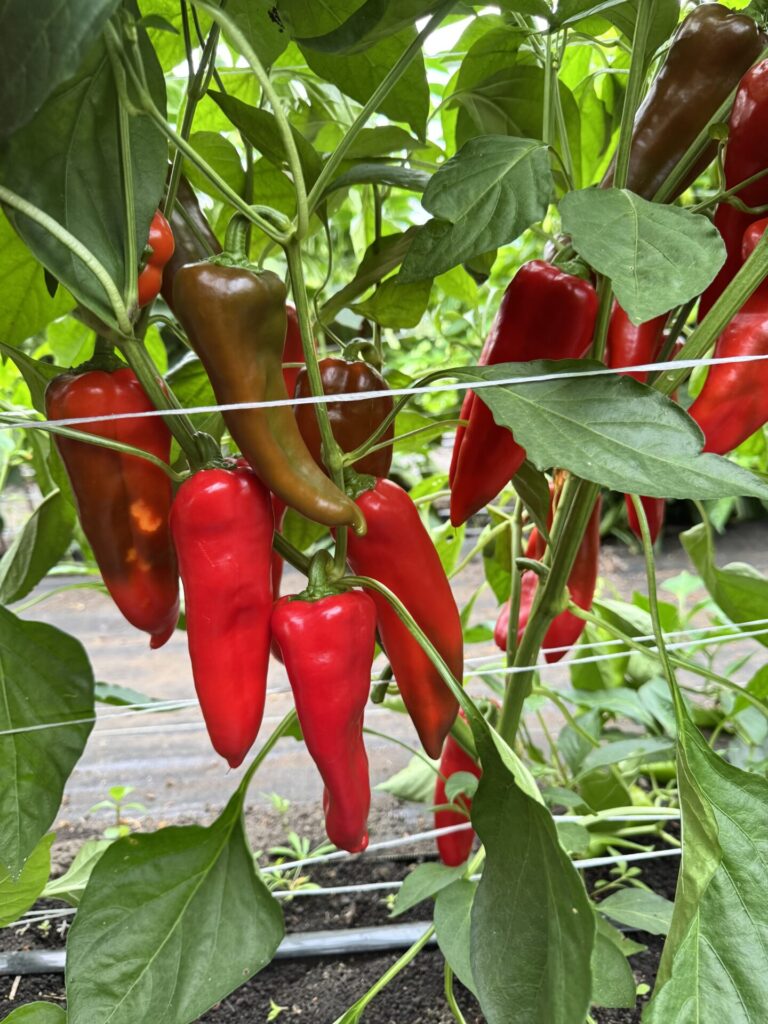 Figure 1. Sweet pepper variety Cornito Rosso (Photo by Petrus Langenhoven).
