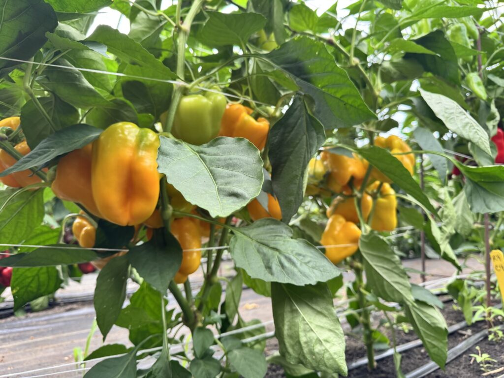 Figure 2. Sweet pepper variety Flavorburst (Photo by Petrus Langenhoven).