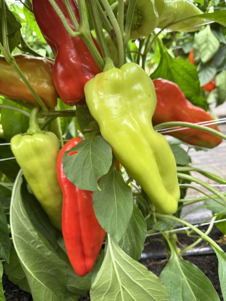 Figure 3. Sweet pepper variety Aconcagua (Photo by Petrus Langenhoven).
