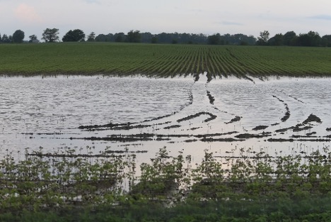 The Ag Climate Dashboard offers tools to help monitor extreme weather events in addition to crop growth, pest threats and climate anomalies. (Agricultural Communications)