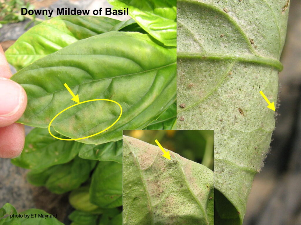 Figure 1. Basil downey mildew (Photo by Liz Maynard).