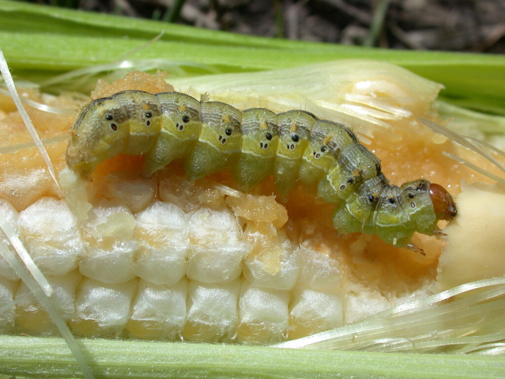 Figure 1. Corn earworm on sweetcorn (Photo by John Obermeyer).